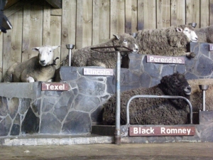 NZ sheep Texel, Lincoln, Perendale, Black Romney