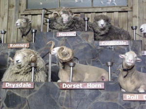 19 breeds of NZ sheep