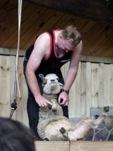 Sheep shearing 1