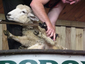 Shearing 2