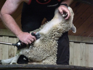 Shearing #3