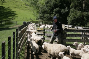 Neil admits 30 or 40 more sheep.