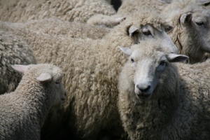 New Zealand Romney sheep