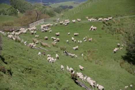 Sheep herding in New Zealand.