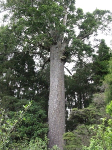Old kauri tree